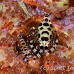 shrimp_coleman_bhr_tam_h_0549_bal6505.jpg